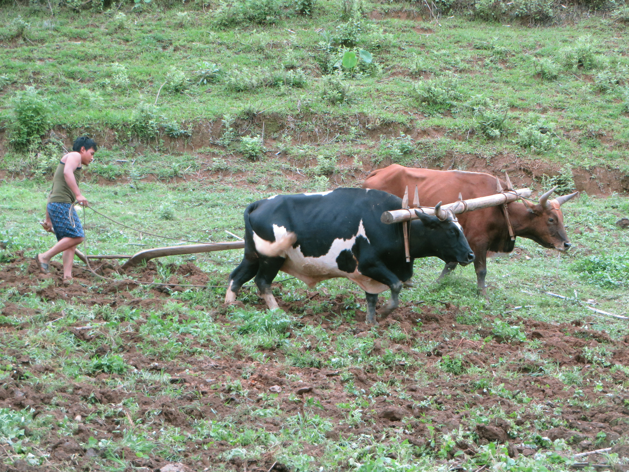 Yoked cattle farming2