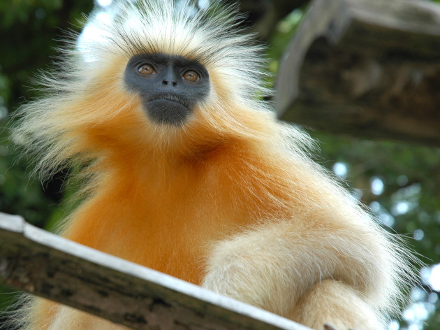 Golden_Langur